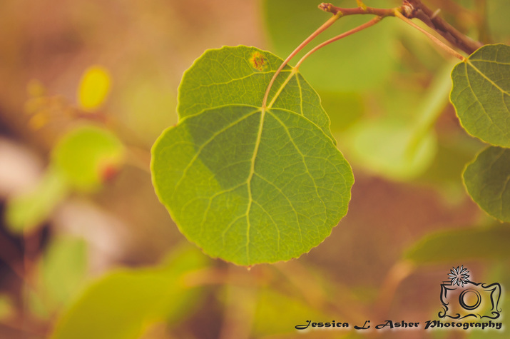 Aspen leaf - Jessica L Asher Photography
